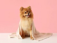 Pomeranian - ce trebuie să știi despre această rasă de câini dacă vrei să crești un exemplar