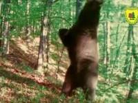 Un urs s-a ridicat în două labe și a început să se miște precum Baloo, într-un parc natural din Hunedoara. VIDEO