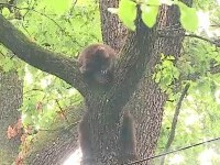 Un pui de urs a alertat autoritățile din Târgu Mureș. Ce a făcut animalul în momentul în care pompierii au vrut să îl prindă