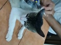 Momentul în care gardienii prind o pisică cu droguri lipite de corp în timp ce încerca să sară gardul unei închisori. VIDEO