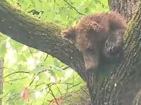 Urșii sunt tot mai prezenți pe străzile din Târgu Mureș. Strategia de relocare nu funcționează