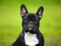 Buldog francez - cu ce probleme de sănătate se pot confrunta acești câini și cum să să le oferi cea mai bună îngrijire