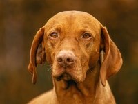 Vizsla Vizsla