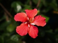 hibiscus