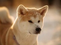 akita