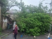 Copac prăbușit peste patru mașini în Sectorul 1 al Capitalei.