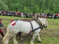 cal, bistrita