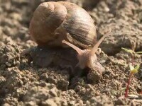 După ploi și inundații, melcii fac prăpăd în grădini: „Mănâncă tot ce găsesc”