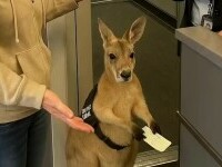 Un clip viral cu un cangur care ține un bilet de avion a devenit viral. Dar adevărul i-a uluit și înfuriat pe privitori