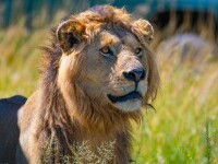 Un îngrijitor a fost ucis de lei sub ochii turiștilor la Safari World din Bangkok. „L-a apucat din spate”