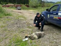 Ce a pățit o femeie din Suceava care a legat un câine de mașină ca să-l abandoneze într-un loc pustiu