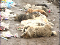 Masacrul patrupedelor continua la Craiova. Alti opt caini omorati