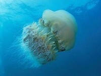 meduze Nomura