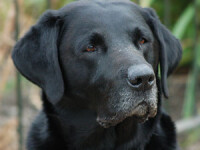 Labrador negru