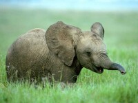 pui de elefant