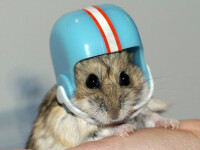 Hamster Hotel - locul unde oamenii sunt tratati ca rozatoarele