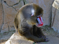 Mandrill