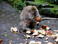 2.000 de primate s-au... maimutarit la un banchet, in Thailanda!