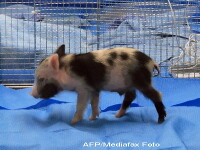 Porcii pitici vor fi noii cobai din laboratoarele europene