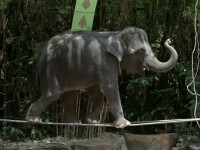 elefant