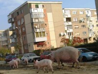 porci in cartier arad