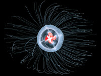 Turritopsis dohrnii, meduza nemuritoare