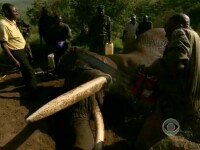 Kenya, paznici taie coltii elefantilor