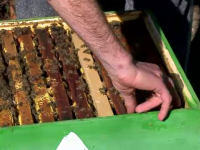 Mierea, o afacere extrem de profitabila in Romania. Viitorii apicultori pot lua cursuri