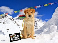Un caine maidanez pe nume Rupee este primul patruped care escaladeaza Muntele Everest