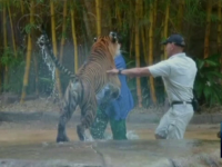 atac tigru