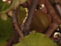 Kiwi de Transilvania. Fructul exotic da roade de ani de zile pe Dealul Feleacului si in Sebes