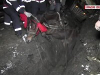 O noua groapa nesemnalizata provoaca un scandal urias in Romania. Pompierii au salvat cu greu un cal ce cazuse in ea