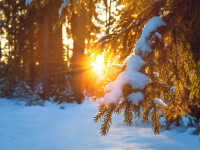 iarna - Shutterstock