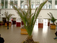 palmieri