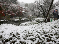 Prima ninsoare in luna noiembrie in orasul Tokyo, din ultimii 54 de ani