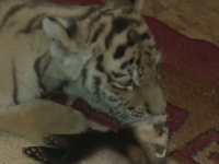 Prietenia neobisnuita dintre un pui de tigru, abandonat de mama, si un dihor, la un ZOO din Rusia. VIDEO