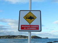 plaja inchisa din cauza rechinilor