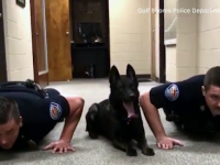 Imaginile care au devenit virale: Un câine face flotări cu doi polițiști