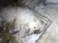 Un rus a aruncat apă pe câinele său, apoi l-a dat afară în ger, unde a îngheţat