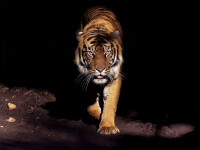 Un tigru a ucis 13 oameni, în India. Apoi, 150 de oameni au pornit să îl vâneze