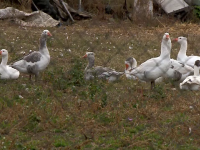 Un nou focar de gripă aviară, depistat la o fermă de păsări din Maramureş