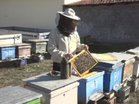 miere de albine