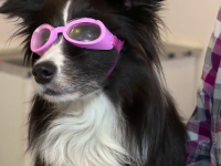 ochelari câine