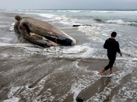 balena moarta