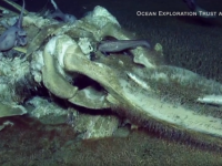 Descoperire uimitoare pe fundul oceanului, în timpul unei transmisiuni LIVE. VIDEO