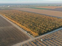 Plantații de 1 miliard de dolari, descoperite pe un câmp din California