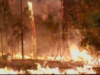 incendii vegetatie australia