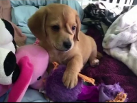 Cățelușul devenit faimos datorită unei anomalii genetice. A fost botezat 