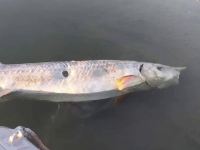 Peşte foarte rar, găsit măcelărit pe malul Dunării. 