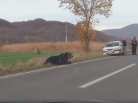 Ursul lovit de mașină în Harghita a fost eutanasiat, după ce a agonizat toată noaptea. Avea trei picioare fracturate